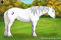 Horse Color:Perlino Ice Appaloosa Rabicano 