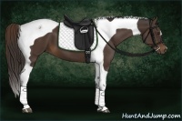 Horse Color:Liver Chestnut Tobiano 