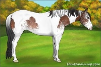 Horse Color:White Spotted Bay Tobiano Rabicano 