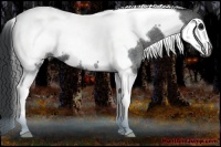 Horse Color:Blue Roan Tobiano Frame