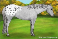 Horse Color:Blue Roan Appaloosa 