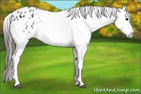 Horse Color:Black Appaloosa