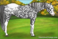 Horse Color:Blue Roan Splash Snowflake Varnish