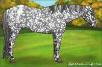 Horse Color:Blue Roan Snowflake Varnish 