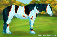 Horse Color:Gray Thunderstruck Buckskin Pearl Dun Mushroom Splash Appaloosa 