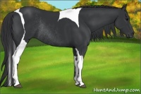 Horse Color:Black Ice Tobiano Rabicano