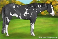 Horse Color:White Spotted Blue Roan Splash