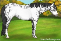 Horse Color:Blue Roan Sabino Frame Appaloosa 