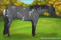 Horse Color:White Spotted Blue Roan 