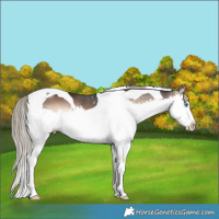 Horse Color:Liver Red Onyx Splash Tobiano