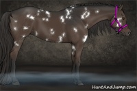 Horse Color:White Spotted Liver Chestnut