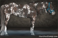 Horse Color:Liver Chestnut Sabino and White Spotted Liver Chestnut Rabicano