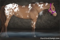 Horse Color:White Spotted Liver Chestnut Appaloosa