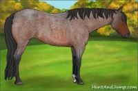 Horse Color:Bay Roan 