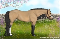 Horse Color:Buckskin 