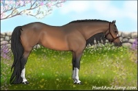 Horse Color:Buckskin 