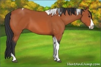 Horse Color:Bay Splash Tobiano