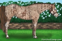 Horse Color:Brown Splash Rabicano and Bay Roan Pearl Sabino