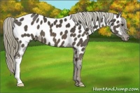 Horse Color:Liver Chestnut Appaloosa 
