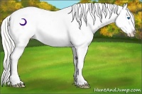 Horse Color:Cremello Dun Sabino Splash Appaloosa 