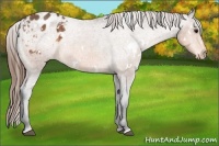 Horse Color:White Spotted Buckskin Blanket 