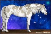 Horse Color:White Spotted Chocolate Palomino Ice Splash Rabicano