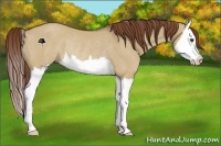 Horse Color:Red Dun Splash Rabicano 