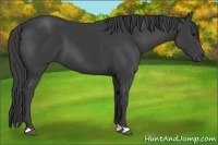 Horse Color:Smoky Black 