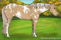 Horse Color:White Spotted Palomino 