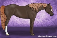 Horse Color:Liver Chestnut 