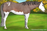Horse Color:Bay Splash Appaloosa 