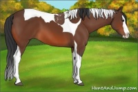 Horse Color:Bay Splash Tobiano 