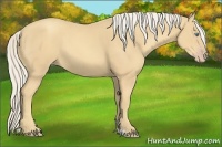 Horse Color:Gold Cream Champagne
