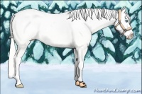 Horse Color:Silver Amber Cream Champagne Pearl Tobiano Appaloosa