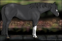 Horse Color:Black 