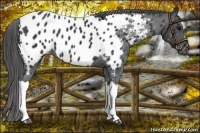 Horse Color:Black Appaloosa