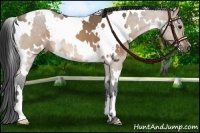 Horse Color:White Spotted Bay Dun