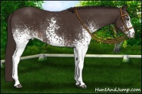 Horse Color:White Spotted Liver Chestnut 