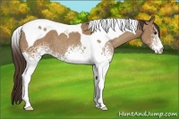Horse Color:White Spotted Classic Champagne Tobiano