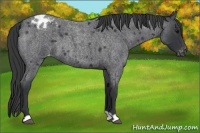 Horse Color:Blue Roan Appaloosa 