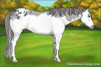 Horse Color:Blue Roan Splash Frame Varnish 