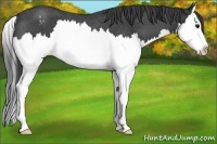Horse Color:Blue Roan Splash Varnish Rabicano 