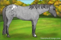 Horse Color:Blue Roan Appaloosa