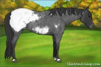 Horse Color:Blue Roan Snowcap 