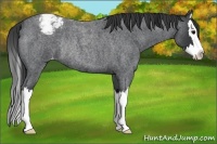 Horse Color:Blue Roan Splash Appaloosa Rabicano 