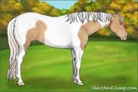 Horse Color:Silver Classic Champagne Tobiano