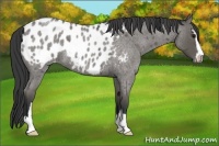 Horse Color:Blue Roan Sabino Appaloosa