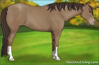 Horse Color:Classic Champagne 