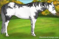 Horse Color:Blue Roan Sabino Splash Frame Appaloosa 