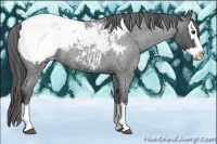 Horse Color:Blue Roan Splash Snowcap 